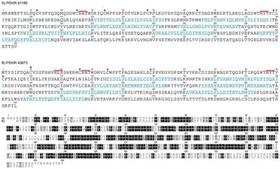 Pigment Dispersing Factors and Their Cognate Receptors in a Crustacean Model, With New Insights Into Distinct Neurons and Their Functions